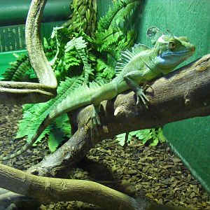 Green basilisk at Tropical Wings, 13 September 2011