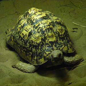 Leopard tortoise at Tropical Wings, 13 September 2011