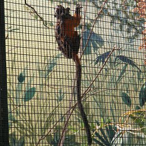 Emperor tamarin at Tropical Wings, 13 September 2011