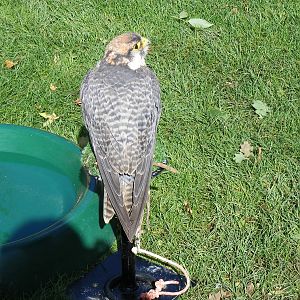 Lanner falcon at Tropical Wings, 13 September 2011