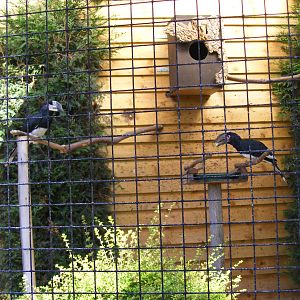 Trumpeter hornbills at Tropical Wings, 13 September 2011