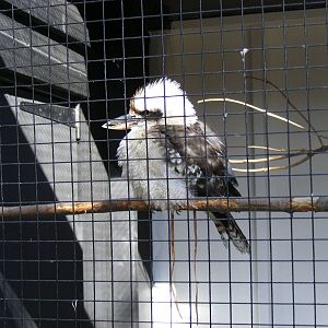 Laughing kookaburra at Tropical Wings, 13 September 2011