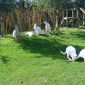 Bennett's wallabies at Tropical Wings, 13 September 2011