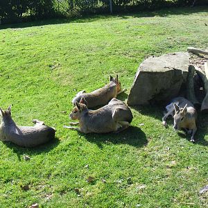 Maras at Tropical Wings, 13 September 2011