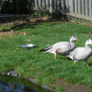 Bar-headed geese at Tropical Wings, 13 September 2011