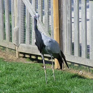 Demoiselle crane at Tropical Wings, 13 September 2011