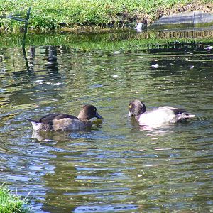 Tufted ducks at Tropical Wings, 13 September 2011