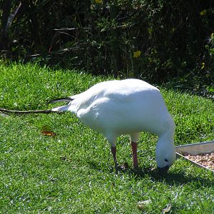 Ross's goose at Tropical Wings, 13 September 2011