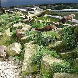 Asian short-clawed otters at Tropical Wings, 13 September 2011