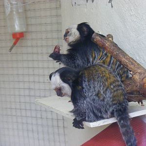 Geoffroy's marmosets at Tropical Wings, 13 September 2011