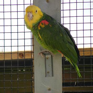 Double yellow headed amazon at Tropical Wings, 13 September 2011