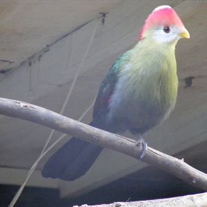 Red crested turaco at Tropical Wings, 13 September 2011