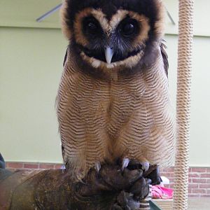 Brown wood owl at Tropical Wings, 13 September 2011
