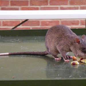 Gambian pouched rat at Tropical Wings, 13 September 2011