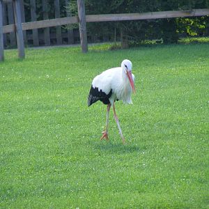 European white stork at Tropical Wings, 13 September 2011