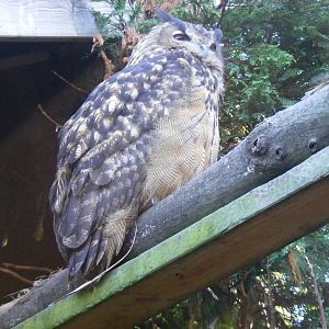 Eurasian eagle owl at Tropical Wings, 13 September 2011