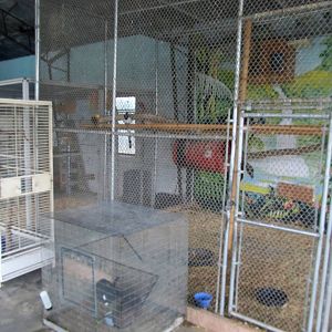 Savanahland Educational Park - Rabbit Cage and Black-throated Magpie Jay/Af