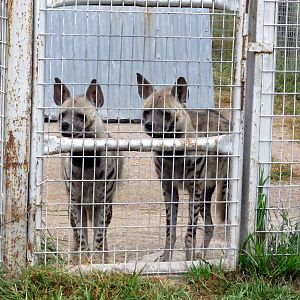 Savanahland Educational Park - Striped Hyenas