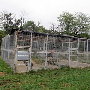 Savanahland Educational Park - Striped Hyena Exhibit