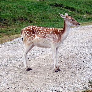 Savanahland Educational Park - Free-roaming Fallow Deer