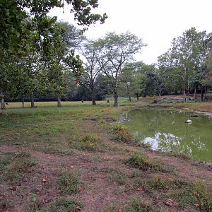 Savanahland Educational Park - Bovid/Fallow Deer Exhibit