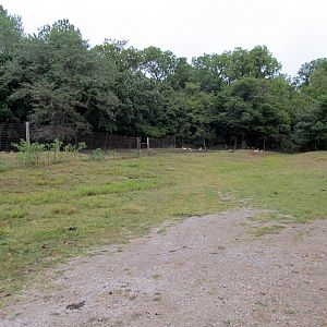 Savanahland Educational Park - Domestic Pig Exhibit