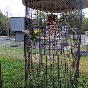 Savanahland Educational Park - Yellow-headed Amazon Cage