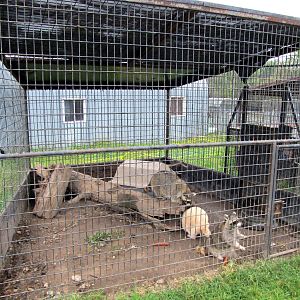 Savanahland Educational Park - Raccoon Exhibit