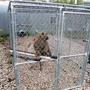 Savanahland Educational Park - Olive Baboon Exhibit