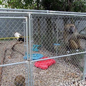 Savanahland Educational Park - Olive Baboon Exhibit