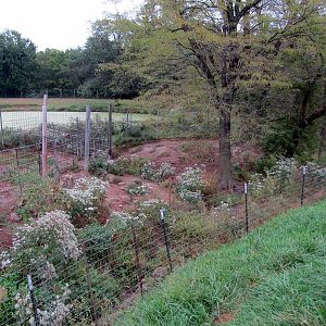Savanahland Educational Park - Warthog Exhibit