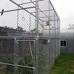 Savanahland Educational Park - Gibbon Exhibit