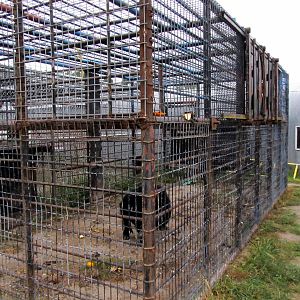 Savanahland Educational Park - Chimpanzee Exhibit