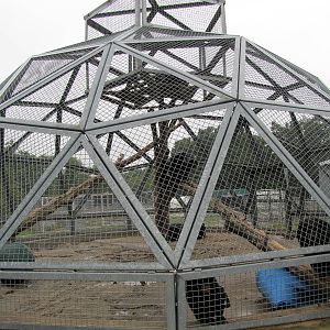 Savanahland Educational Park - Chimpanzee Exhibit