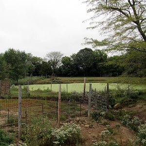 Savanahland Educational Park - Brazilian Tapir/Muscovy Duck Exhibit