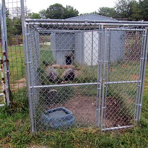 Savanahland Educational Park - African Crested Porcupine Exhibit