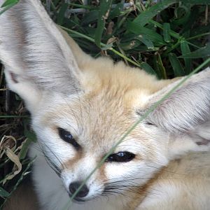 Savanahland Educational Park - Fennec Fox