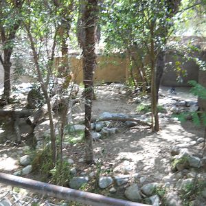 LA Zoo giant otter exhibit September 2011