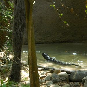 Giant otter