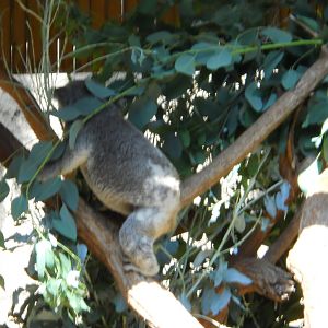 Koala Action Shot!