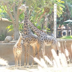 Masai giraffes measuring themselves