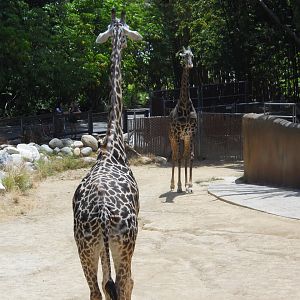Masai giraffes re-enacting scene from "High Noon"