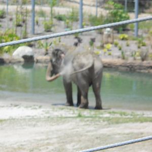 Female Asian elephant showering July 2011