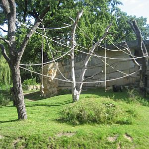 Berlin Zoo - Gorilla exhibit