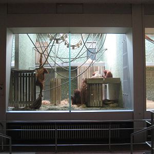Berlin Zoo - Orangutan indoor exhibit