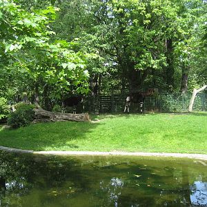 Berlin Zoo - Okapi exhibit