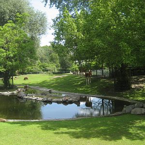 Berlin Zoo - South American exhibit