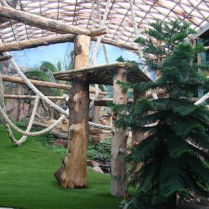 Gorillas indoor exhibit - Saint Martin la Plaine