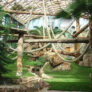 Gorillas indoor exhibit - Saint Martin la Plaine