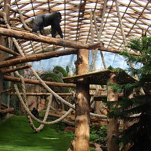 Gorillas indoor exhibit - Saint Martin la Plaine